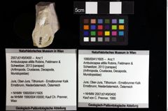 Foto (Objket + Etiketten) von Nodoprosopon sp. 